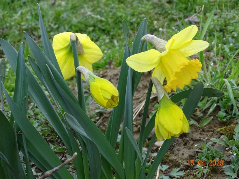 Alexis Beauty - z-Dobarland 2023