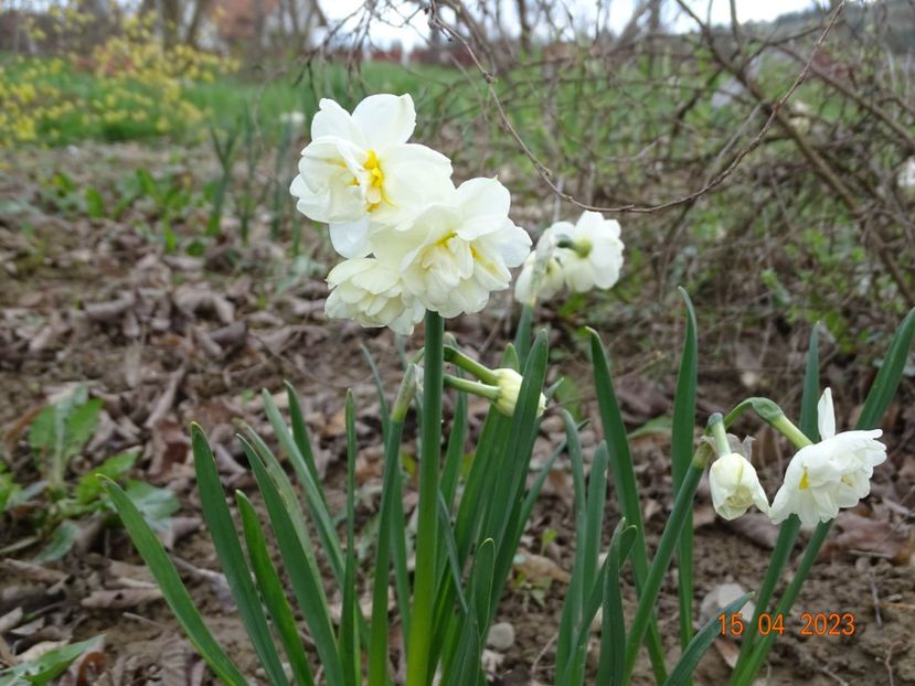 Bridal Crown - z-Dobarland 2023