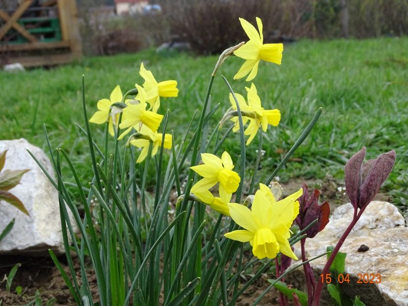 Lemon Sailboat - z-Dobarland 2023