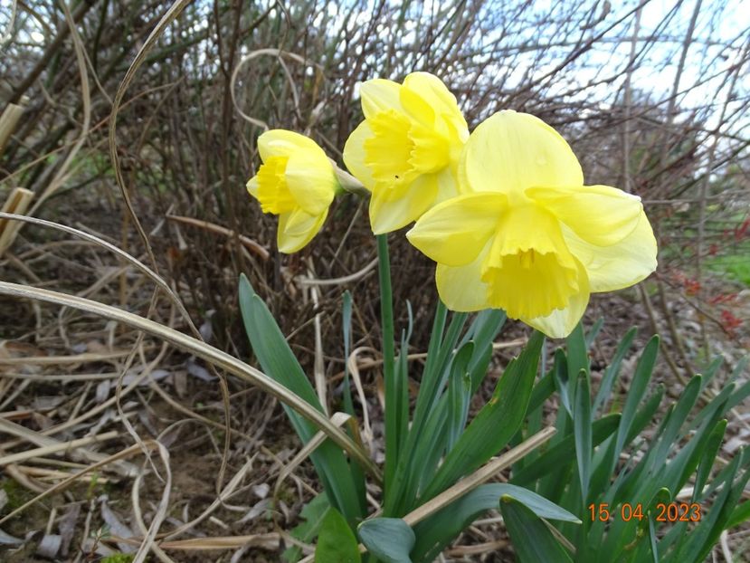 Altun Ha - z-Dobarland 2023