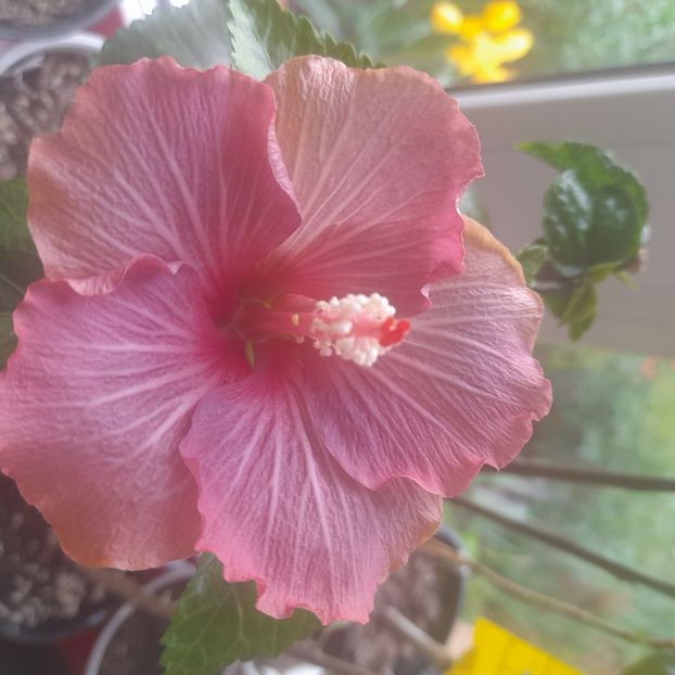 16.04.2023 - HIBISCUSI 2023-1