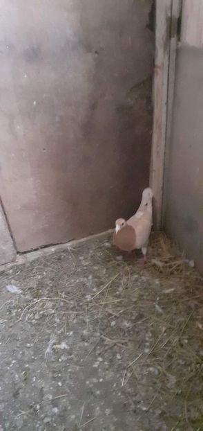  - PORUMBEI VANDUTI 2