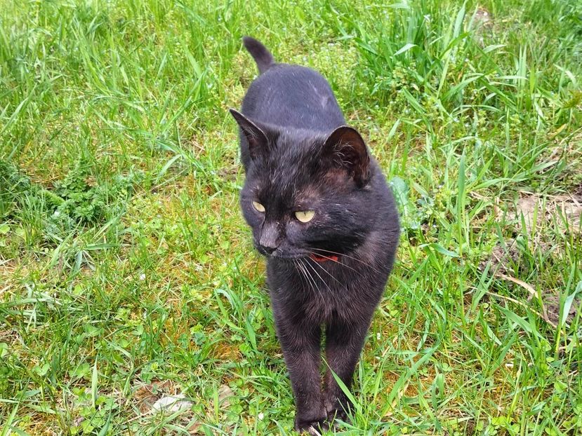 341183859_236597065555241_1045209425521943933_n - Copy - RIP Rufus