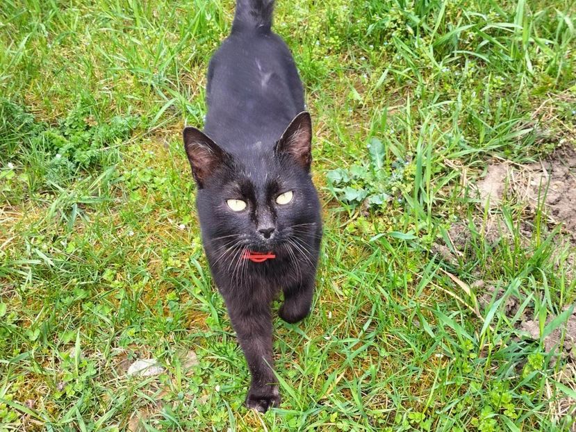 340851110_240980148408479_457828023597254560_n - Copy - RIP Rufus