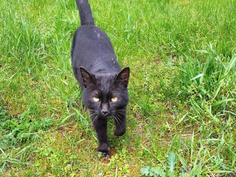 341083503_1215653382657033_7854253936326642827_n - Copy - RIP Rufus