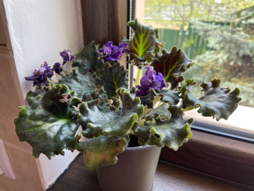 3B2C0719-B276-4C75-9F41-14B0D72939F1 - 001 Violete 2023-2024