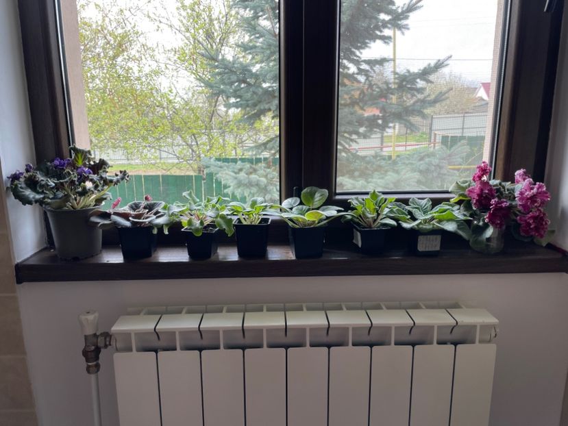 30277208-660F-4AD4-9B51-50EA0692BDE8 - 001 Violete 2023-2024