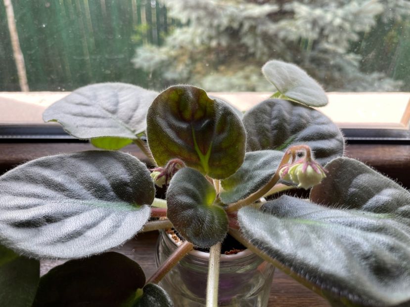 7B0882BB-F55B-434F-BA5A-79FECF63FC8F - 001 Violete 2023-2024