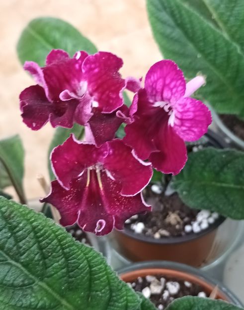  - STREPTOCARPUS
