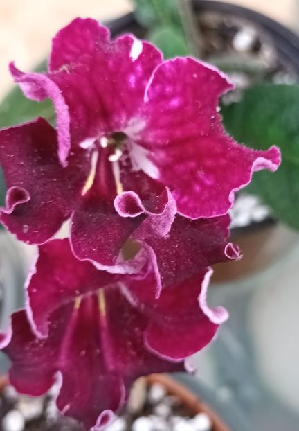  - STREPTOCARPUS