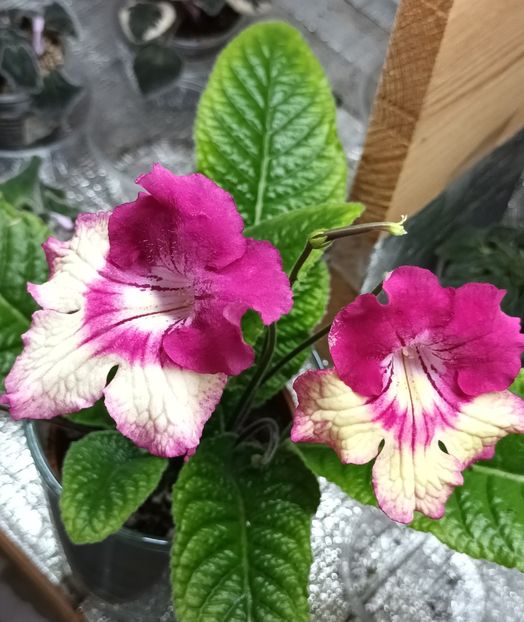  - STREPTOCARPUS