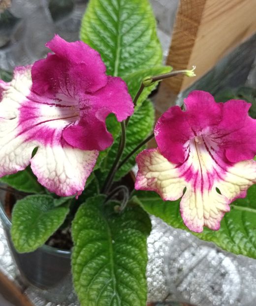  - STREPTOCARPUS