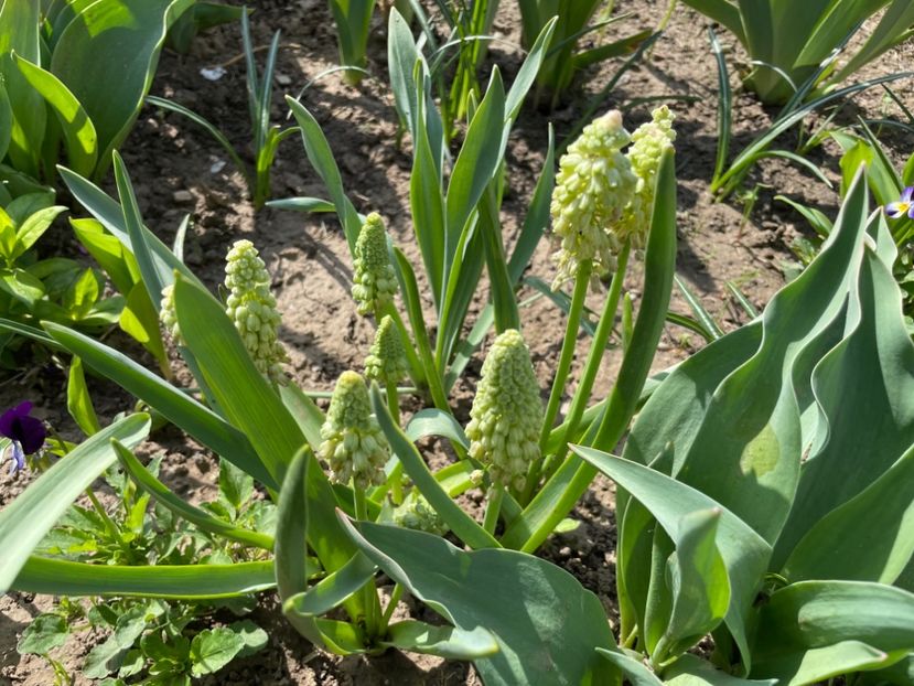 2F62E88B-CB46-4798-8C3D-6F58A6C3C4A1 - 01 Primăvara 2023