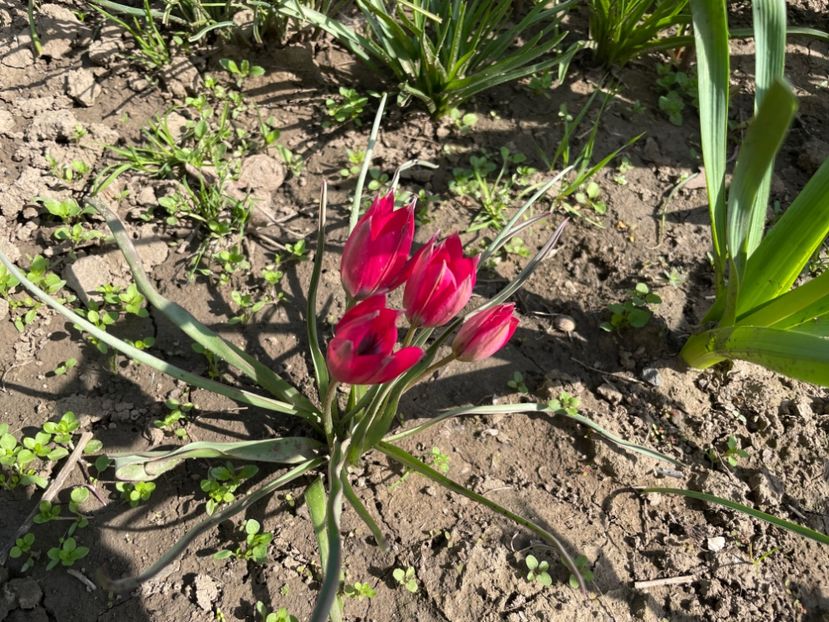 65296AA3-D538-4ABA-A007-6334AE6A88A9 - 01 Primăvara 2023