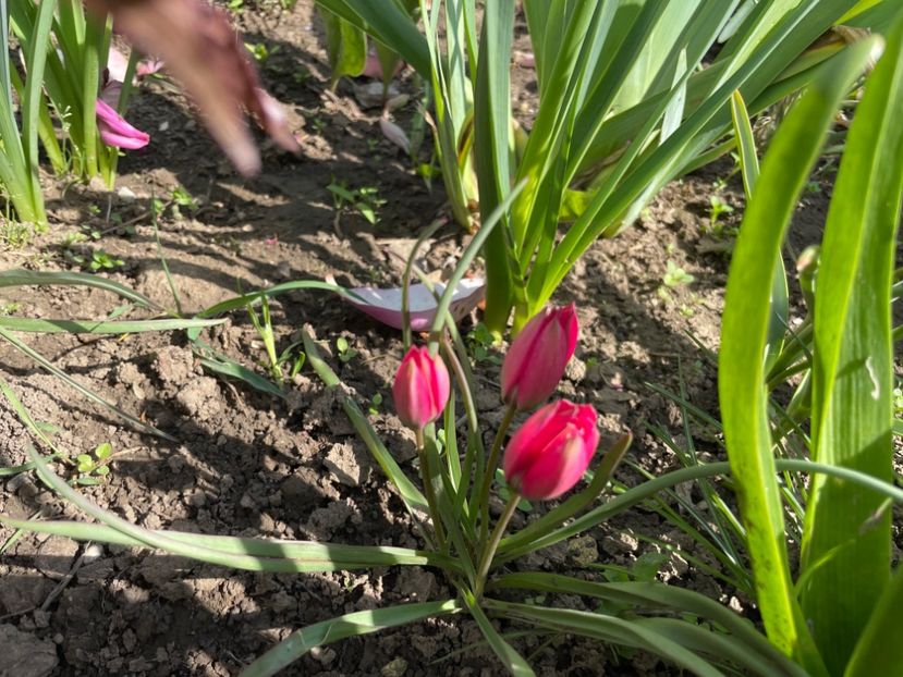 4845575C-F1AD-40C0-97E8-BC728C2BFBA6 - 01 Primăvara 2023