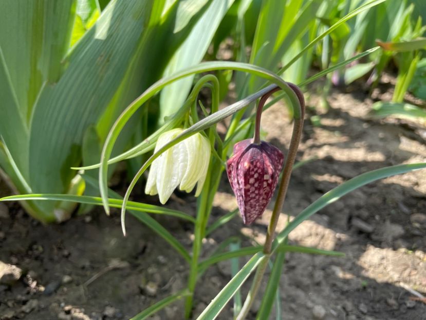 D040DBC3-3DD0-4309-B3FB-CC318842EAC0 - 01 Primăvara 2023