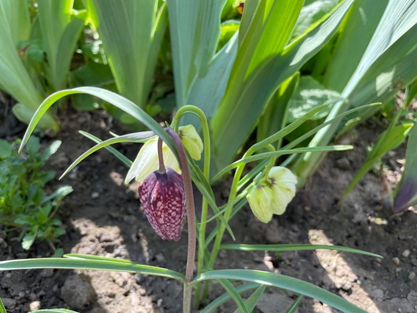 7EDBD9F4-6942-4AA0-8EAF-8C9E577D6DEC - 01 Primăvara 2023