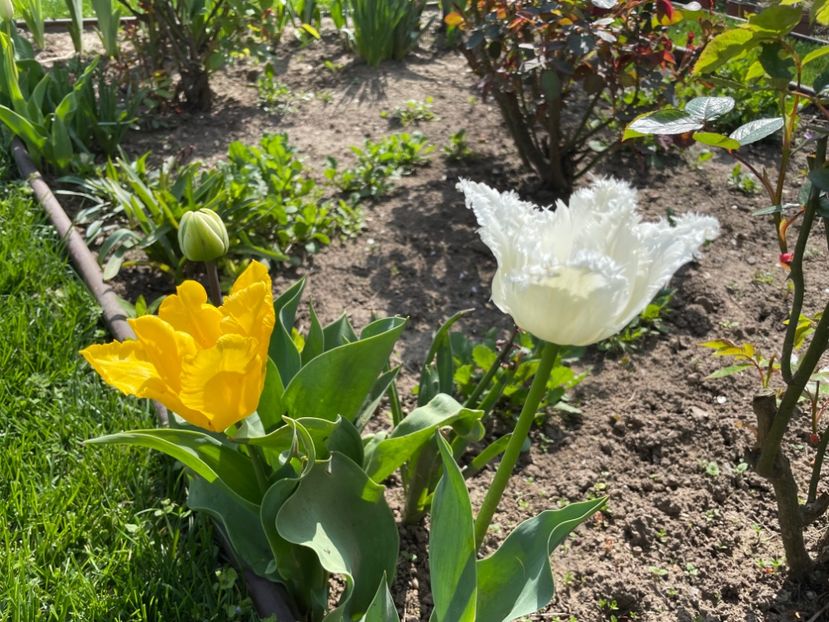 B22C41AE-C374-43F4-BF0D-89F32AAC3C50 - 01 Primăvara 2023