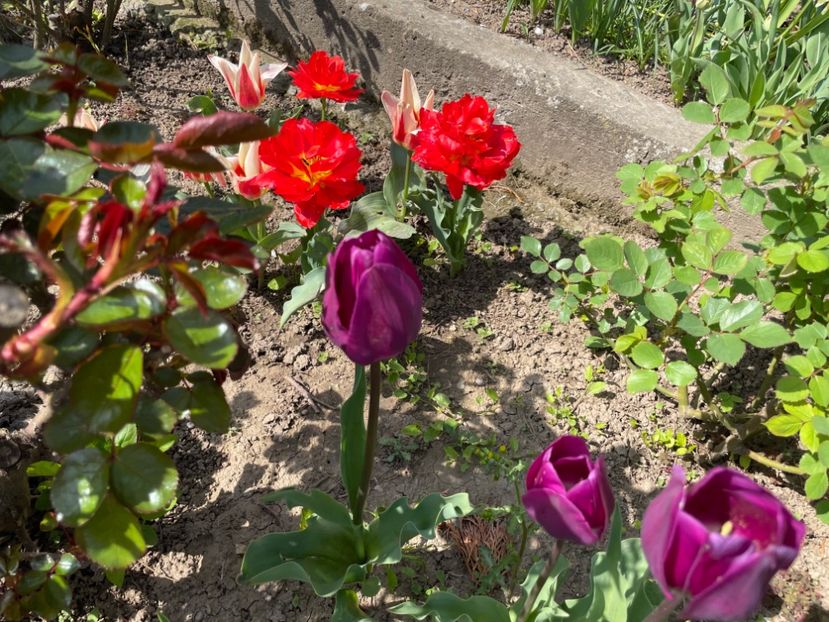 F355DF0F-368F-4754-9040-694E61257E30 - 01 Primăvara 2023