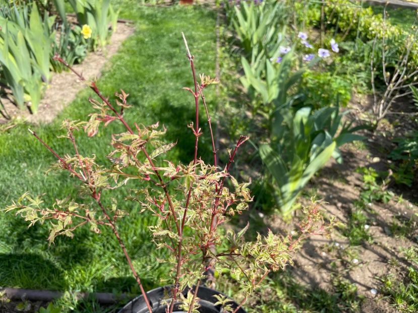 288899C4-A71C-486E-A6F2-3938F261E86F - 01 Primăvara 2023