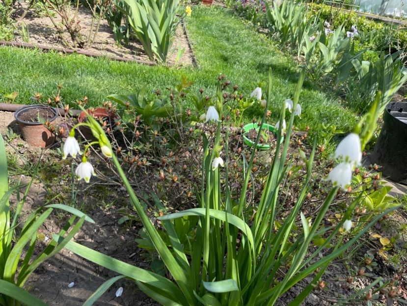 8971C7E3-A7E5-4600-A1DD-8C406490147D - 01 Primăvara 2023