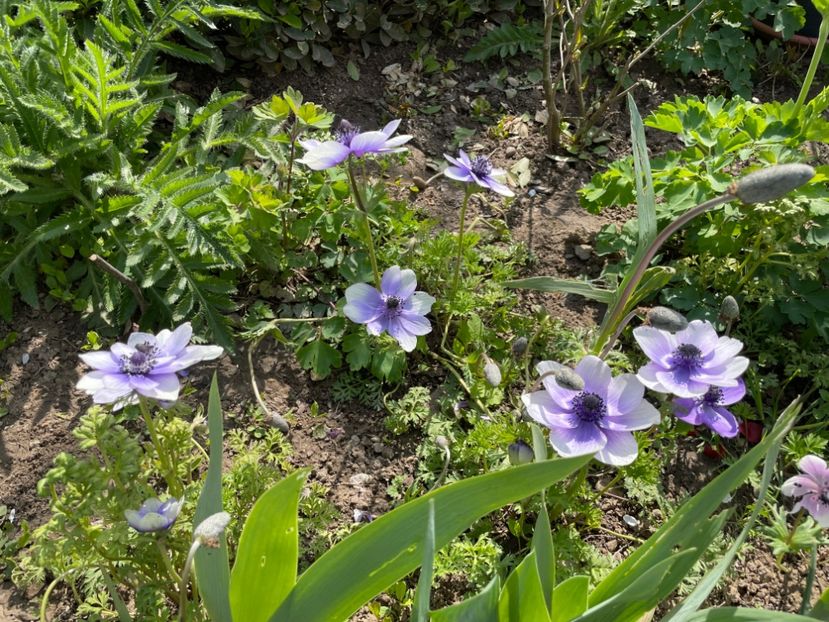 FEA776A4-4C3A-4276-8C36-B57FA7651AA6 - 01 Primăvara 2023