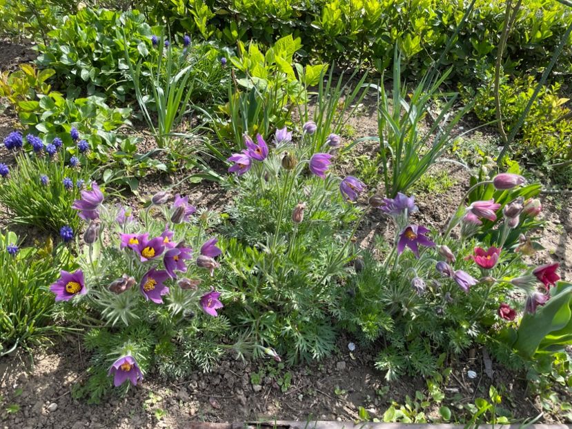 AEA8754B-9C18-4559-ADA9-99B51797C8B5 - 01 Primăvara 2023