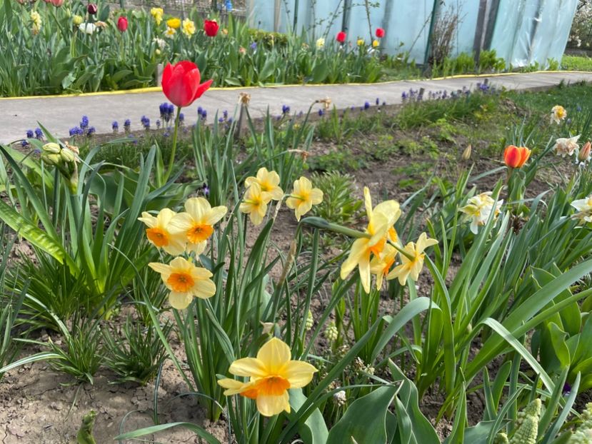 73F985E9-4532-4A7B-BBE4-CEE5F98C0BAA - 01 Primăvara 2023