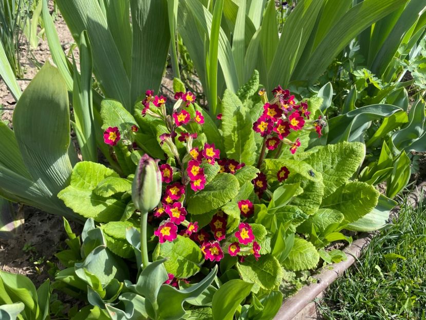 0846F179-7C84-414A-A89B-CA80A09F7BA0 - 01 Primăvara 2023