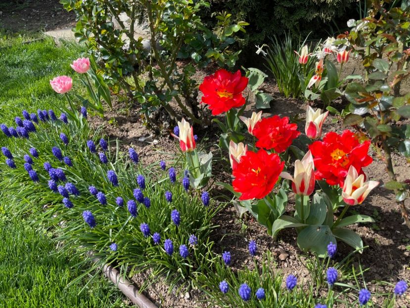 2789977F-CCC7-4A69-A32B-A493EE5056E2 - 01 Primăvara 2023