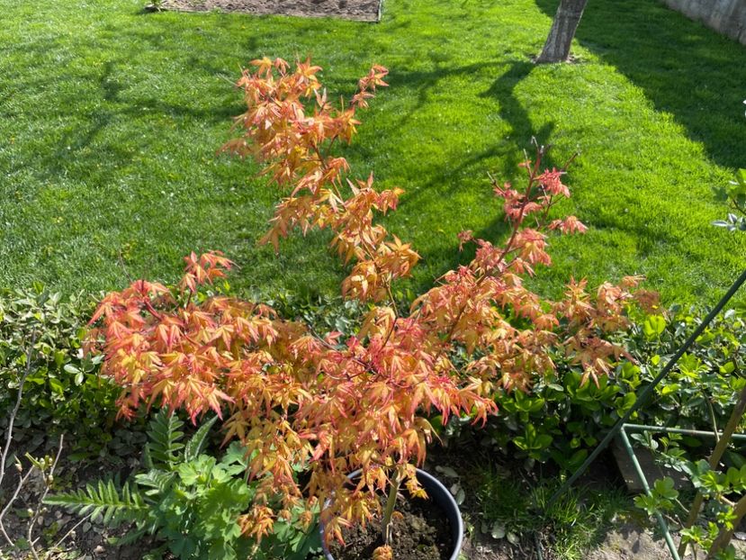 B90AEDDE-C1AD-4272-BE62-5B4C6CBA30BC - 01 Primăvara 2023