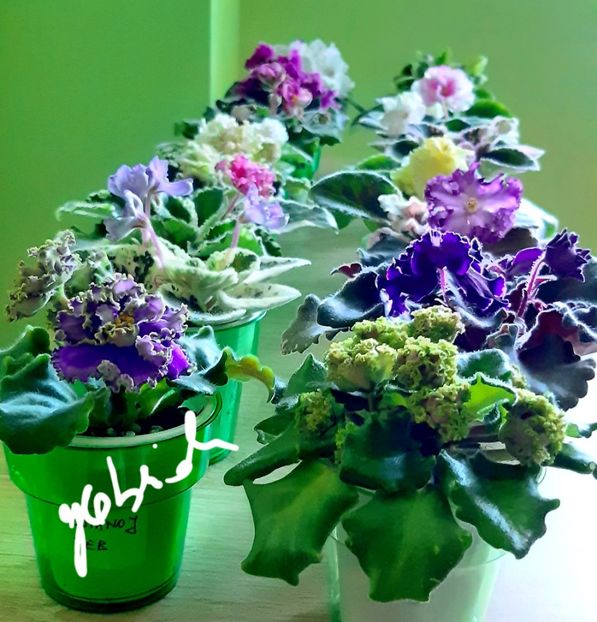  - AA grup violete