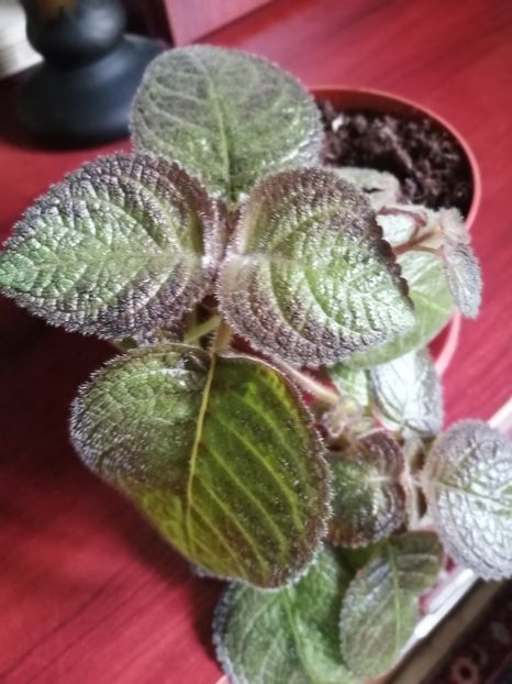 - EPISCIA