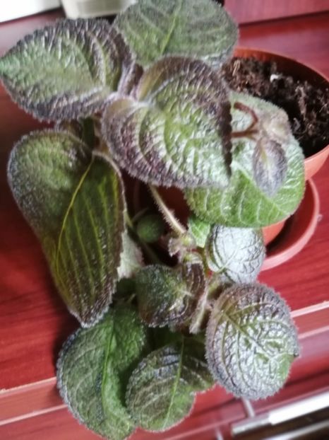 - EPISCIA