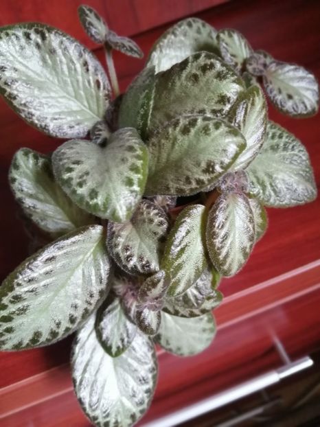  - EPISCIA