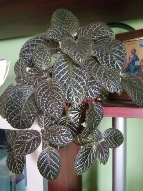  - EPISCIA