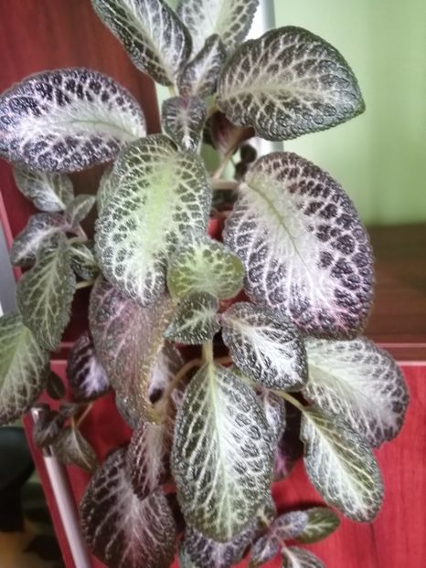  - EPISCIA