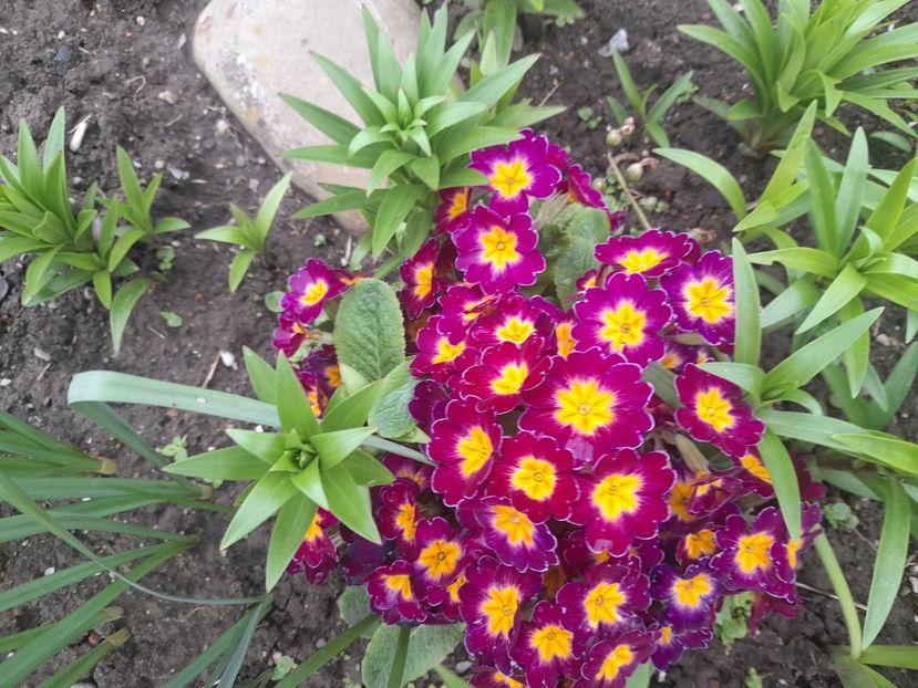  - 1 Bucurii nemuritoare 2023