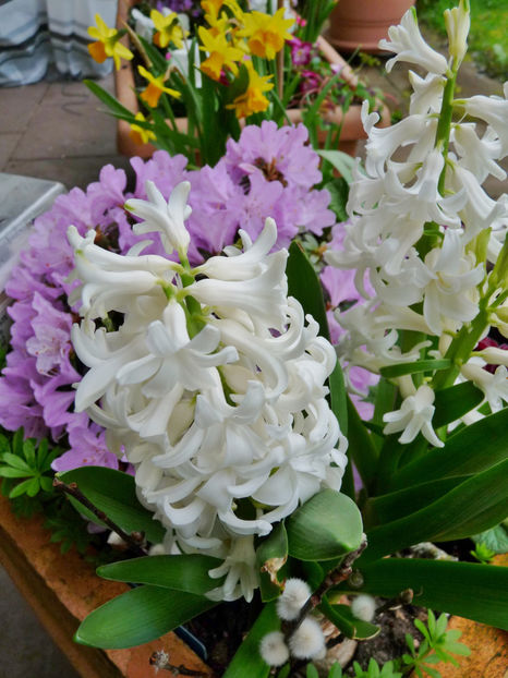  - 2023 - 01 - Primavara