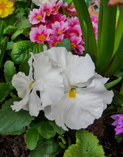  - 2023 - 01 - Primavara