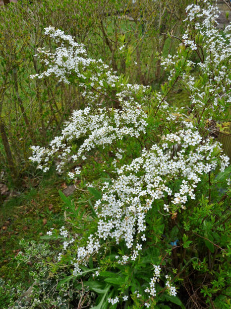  - 2023 - 01 - Primavara