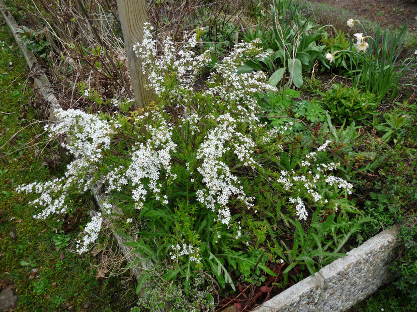  - 2023 - 01 - Primavara