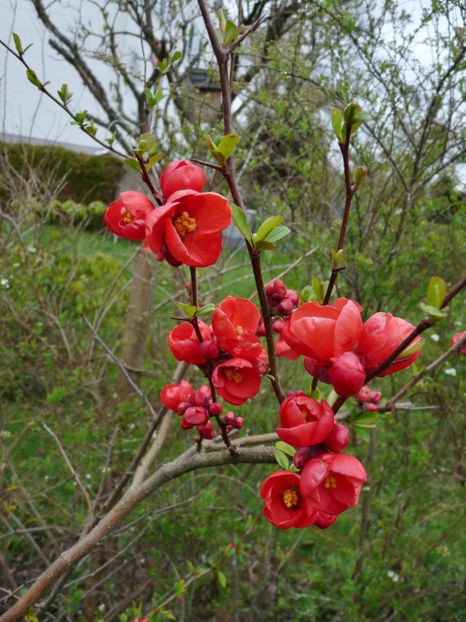  - 2023 - 01 - Primavara