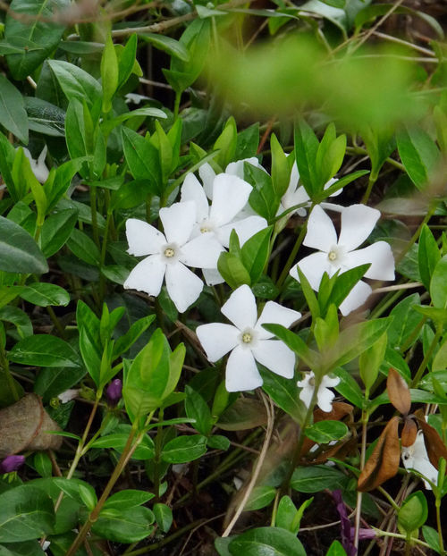  - 2023 - 01 - Primavara