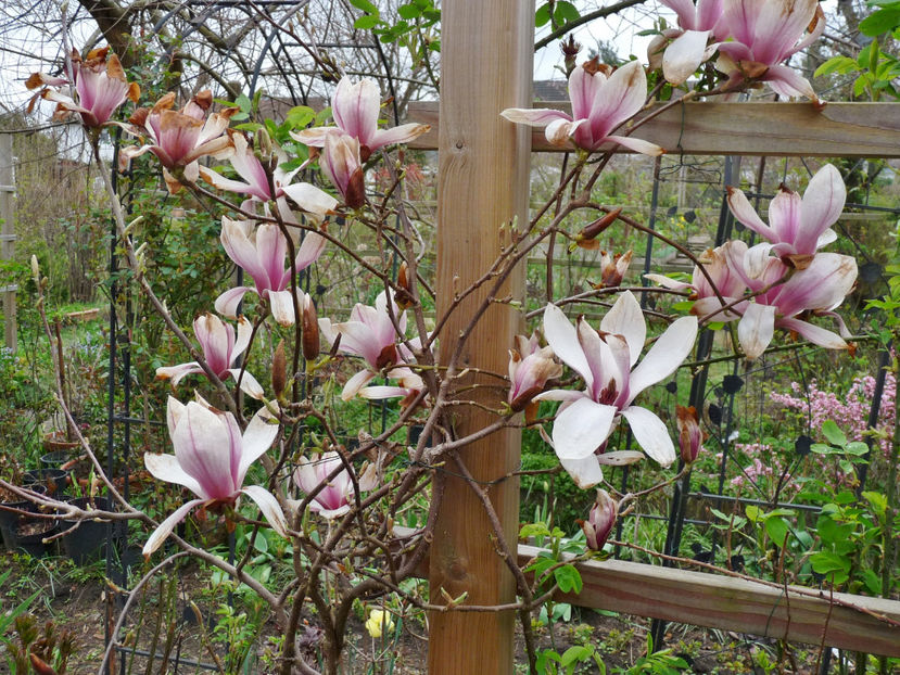  - 2023 - 01 - Primavara