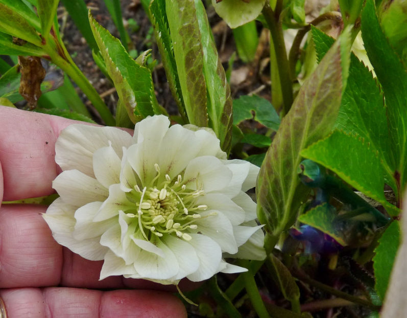  - 2023 - 01 - Primavara