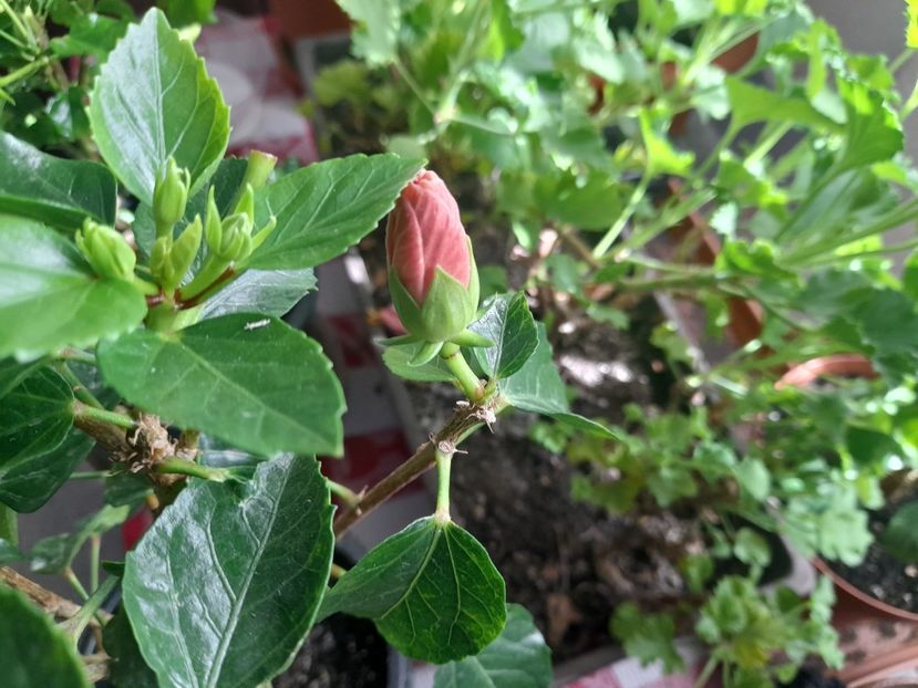  - Hibiscusi 2020 2022 2023