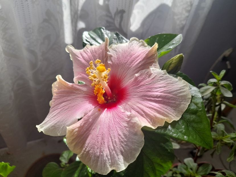  - Hibiscusi 2020 2022 2023