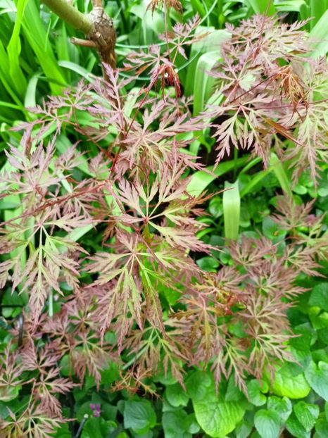 Acer Orangeola - Grădina 2023 continuare 1