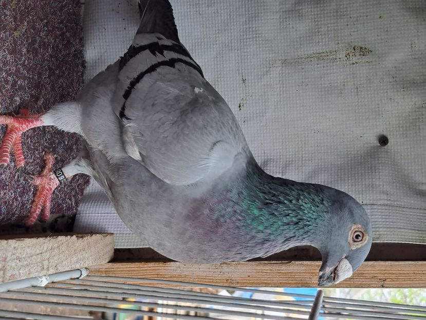  - pasari si porumbei ce detin in prezent
